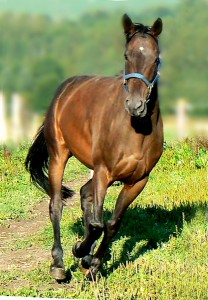 Obrazek