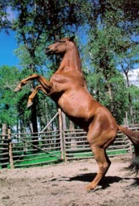Obrazek