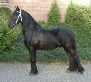 Obrazek