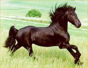 Obrazek